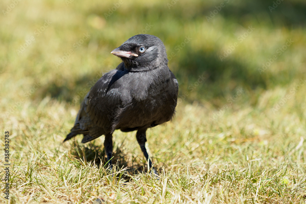 Obraz premium Intrepid, curious young crow