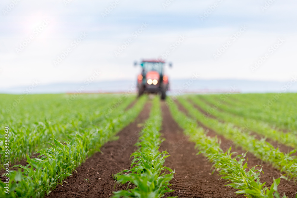Obraz premium Young green corn on stalk in fields