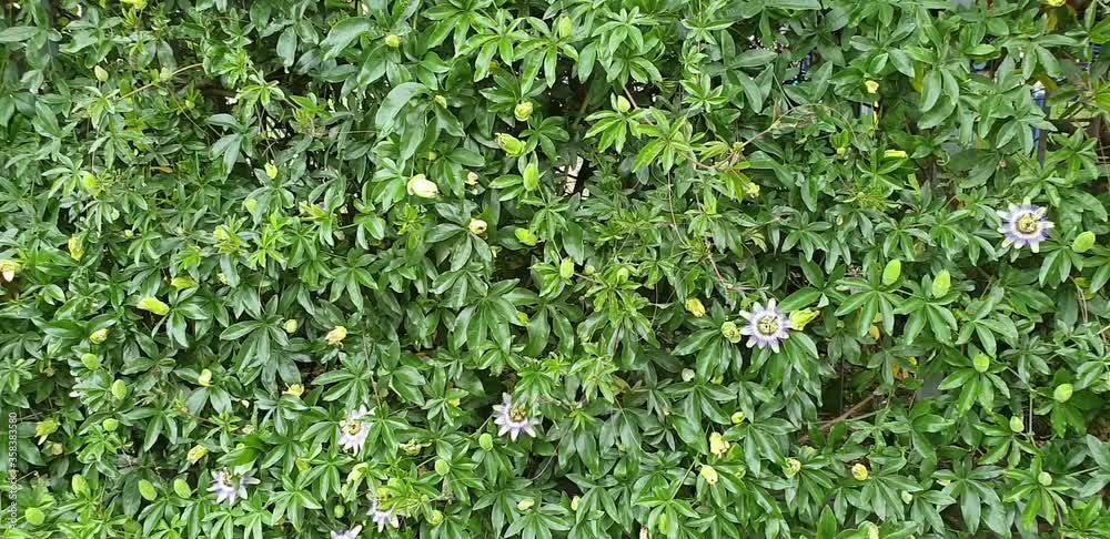 Live green hedge from the plant Passiflora caerulea. Live green hedge from the plant Passiflora caerulea.