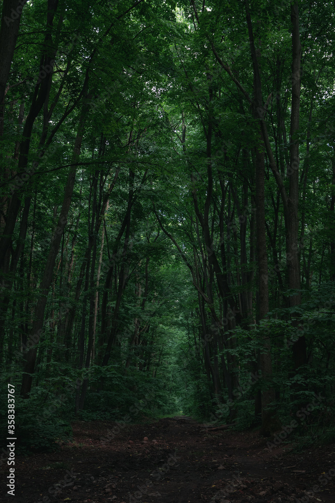 Obraz premium The deep forest