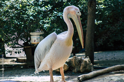 View of a great white pelican also known as the eastern white pelican, a bird in the pelican family. It breeds from southeastern Europe through Asia and Africa, in swamps and shallow lakes