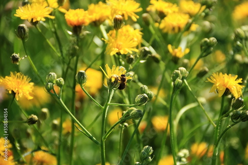bee collects nectar from Hawkweed flowers