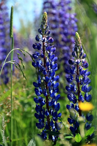 lupine flowers in the afternoon in the field