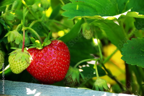 strawberry berry ripens on a garden bed