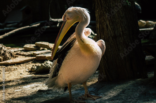 View of a great white pelican also known as the eastern white pelican, a bird in the pelican family. It breeds from southeastern Europe through Asia and Africa, in swamps and shallow lakes