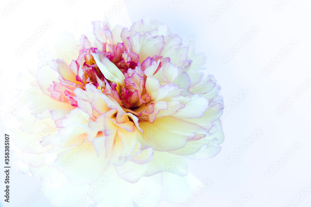 white and pink peony flower on white background 