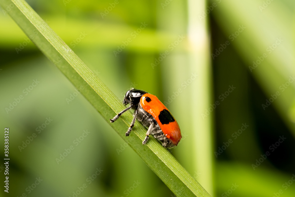 Red with black dots beetle on a green leaf. Close-up. Red with black dots beetle on a green leaf. Close-up.