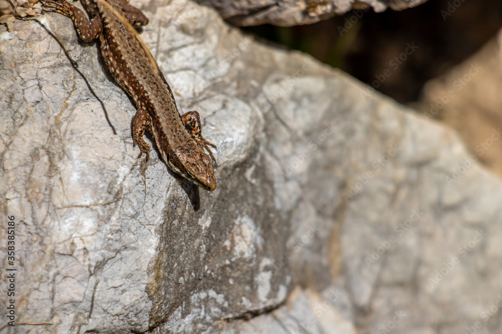 One common wall lizard relaxing on rock One common wall lizard relaxing on rock