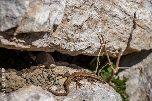 One common wall lizard relaxing on rock, close up photo