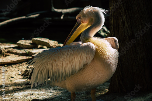View of a great white pelican also known as the eastern white pelican, a bird in the pelican family. It breeds from southeastern Europe through Asia and Africa, in swamps and shallow lakes