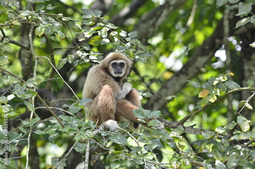 White handed gibbon (hylobates lar) standing in the tree.