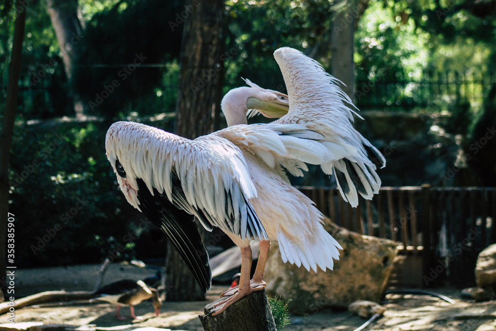 Fototapeta Widok wielkiego białego pelikana, znanego również jako wschodni biały pelikan, ptaka z rodziny pelikanów. Rozmnaża się od południowo-wschodniej Europy przez Azję i Afrykę, na bagnach i płytkich jeziorach