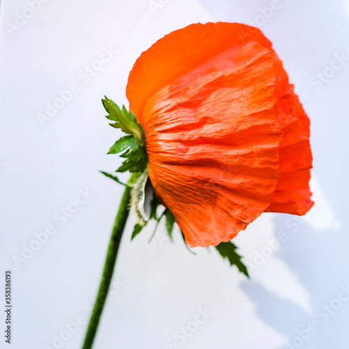 poppy flower on white background