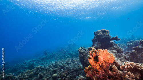 Fototapeta Naklejka Na Ścianę i Meble -  Seascape in turquoise water of coral reef in Caribbean Sea / Curacao with fish, coral and Tube Sponge