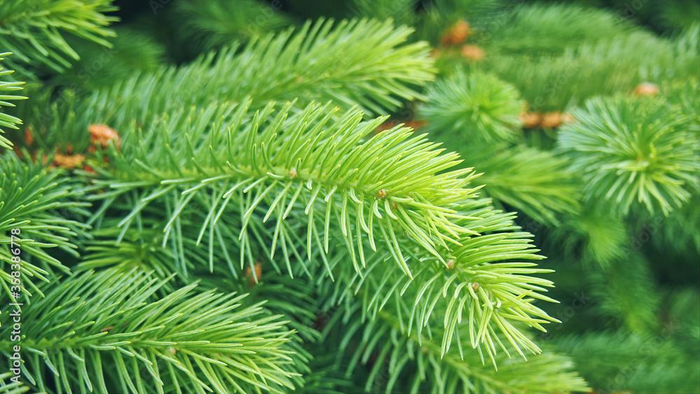Fototapeta premium Bright green young spruce branches close-up, selective focuse. Beautiful lush branches of spruce with needles with blurred vignette.Christmas tree macro photo. Green picea abies tree.