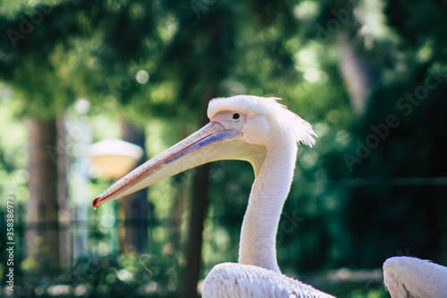 View of a great white pelican also known as the eastern white pelican, a bird in the pelican family. It breeds from southeastern Europe through Asia and Africa, in swamps and shallow lakes