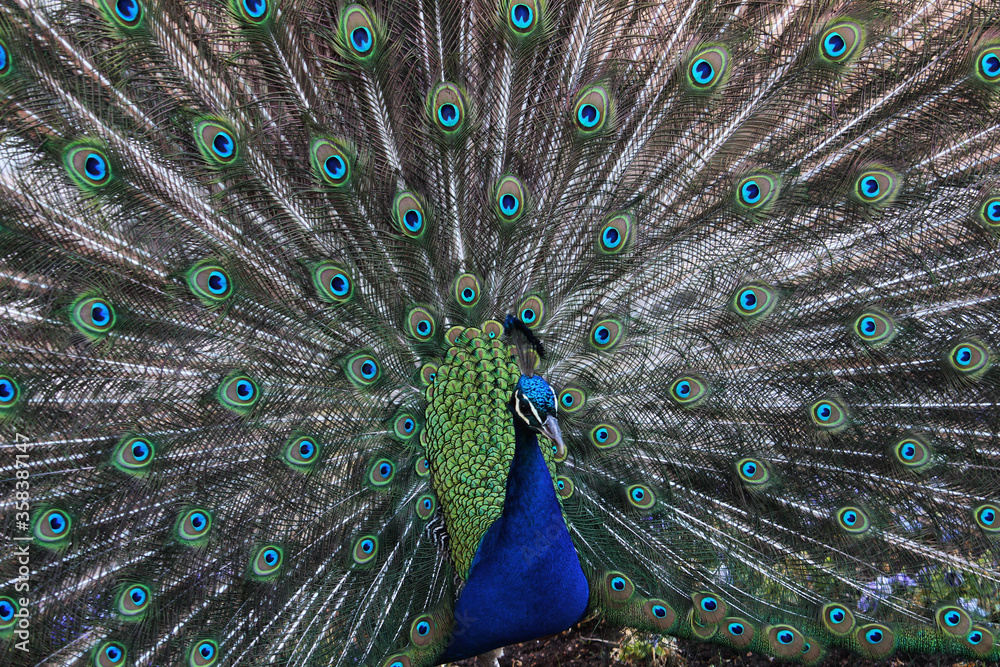 Fototapeta premium Retrato de un pavo real con la cola abierta y mostrando sus plumas