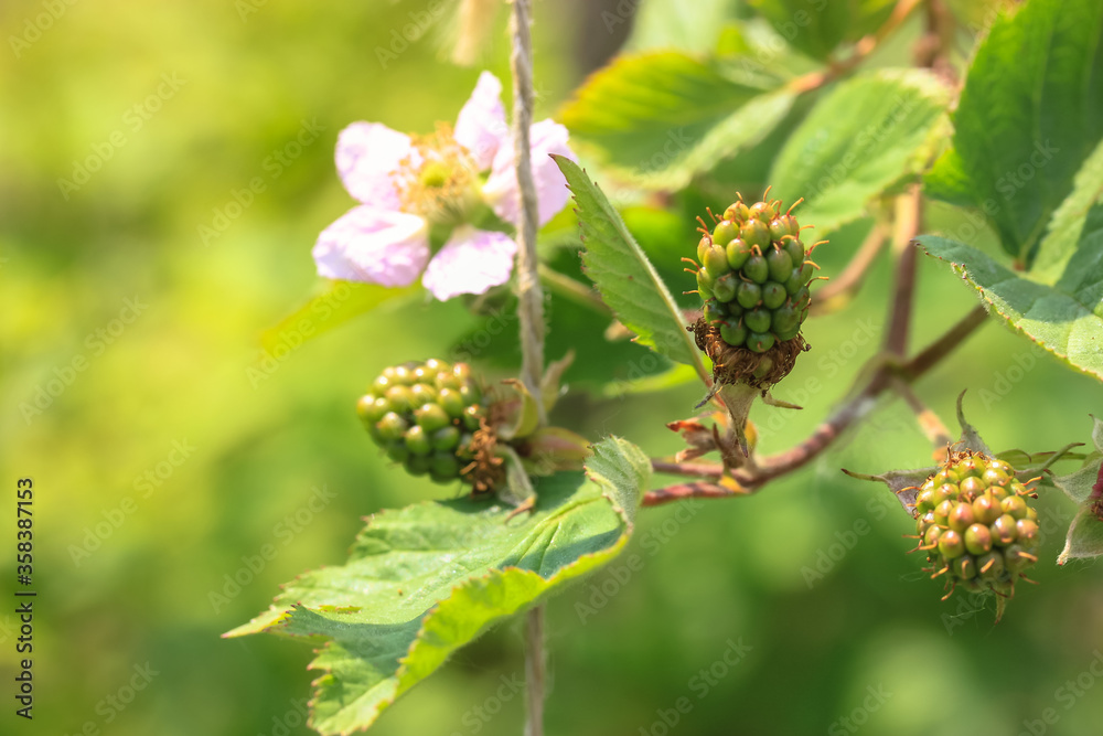 Garden blackberry blossoms: delicate flower petals and unripe green berries. Garden blackberry blossoms: delicate flower petals and unripe green berries.