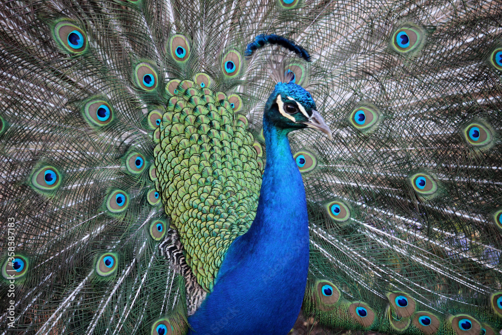 Fototapeta premium Retrato de un pavo real con la cola abierta y mostrando sus plumas