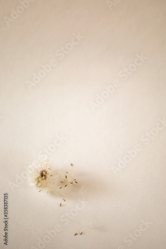 Fototapeta Naklejka Na Ścianę i Meble -  White air dandelion on a white background - a beautiful minimalistic background