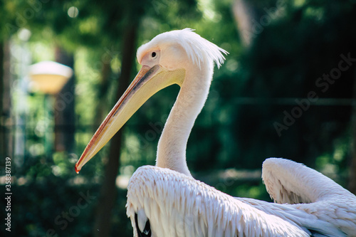 View of a great white pelican also known as the eastern white pelican, a bird in the pelican family. It breeds from southeastern Europe through Asia and Africa, in swamps and shallow lakes