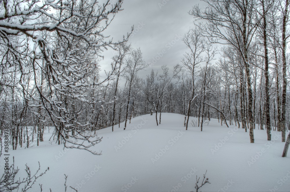Deep vivid mountain birch forest in easter time