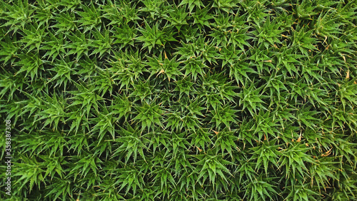 Succulent plants Abromeitiella brevifolia or Deuterocohnia brevifolia (Ground Bromelia) close-up background.Group of succulent plants. Many green plants abstract background texture. Green carpet       photo