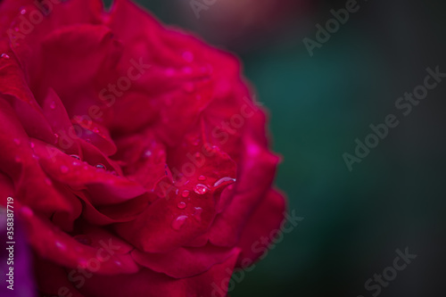 Red Rose half frame red rose 