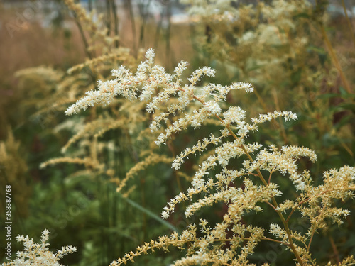 White Astilbe flowers in the garden. Summer meadow close up in warm tones with blurred background