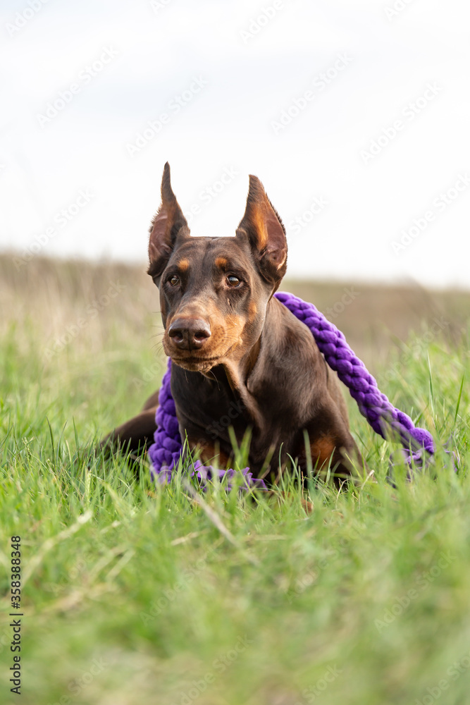 A wary brown-and-tan doberman dobermann dog lies in the grass with a purple toy rope. Vertical orientation. A wary brown-and-tan doberman dobermann dog lies in the grass with a purple toy rope. Vertical orientation.