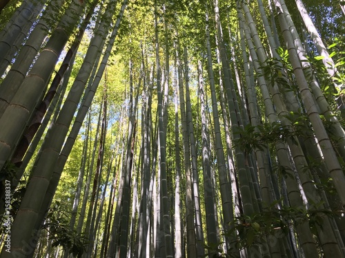 Bamboo forest