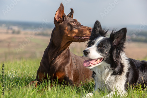 A black and white border collie and a brown-and-tan doberman dobermann dogs lie together on a hill in green grass. Horizontal orientation. 