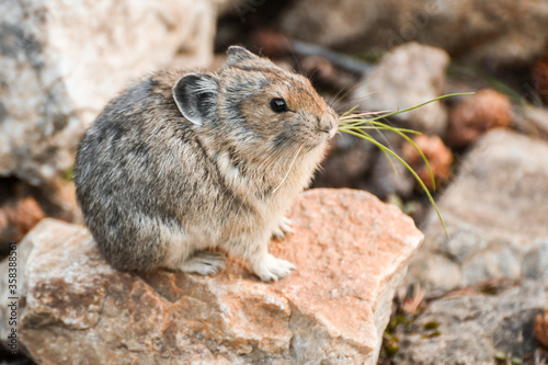 Pika eating a grass in Banff National Park in Canada