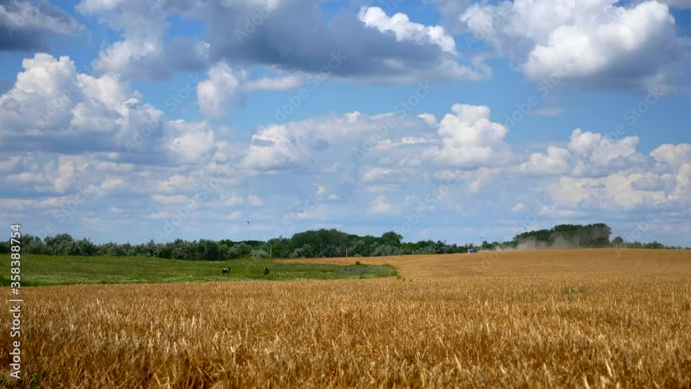 Scenic Clouds Above Barley Field Bad Crop after a Drought Scenic Clouds Above Barley Field Bad Crop after a Drought