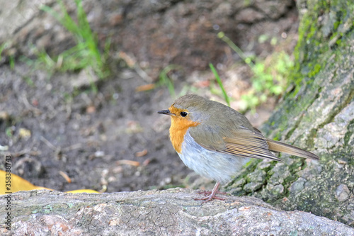 Birdwatching - closeup side view of an adorable European robin, erithacus rubecula or robin redbreast on a tree root or trunk in a park