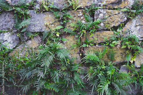 Fototapeta Naklejka Na Ścianę i Meble -  Сlose up of wall made of large gray cobblestones partially covered with moss with sprouted plants and ferns between them. Background of stones and plants.