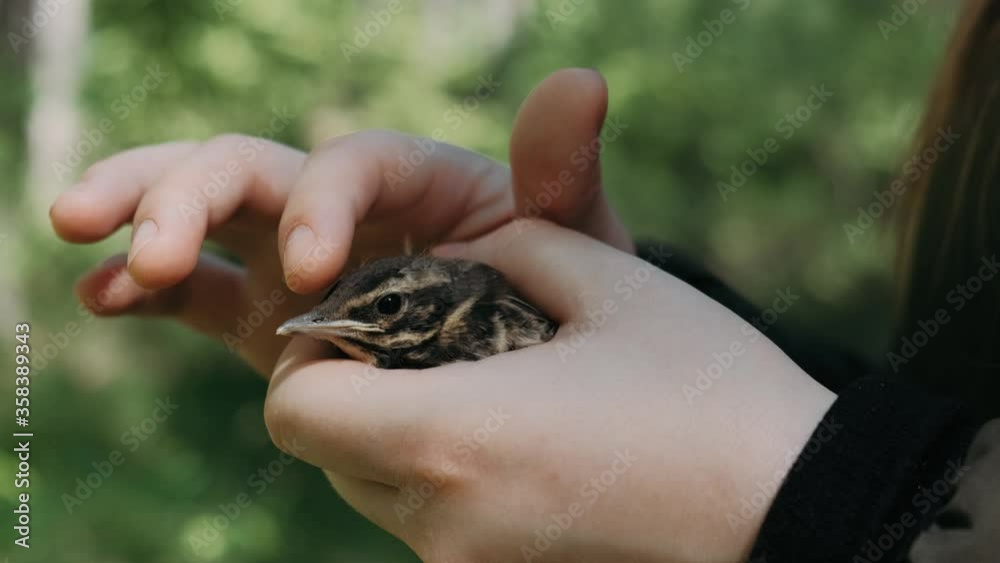 a young bird in the hands of a man with a blur background. a young bird in the hands of a man with a blur background.