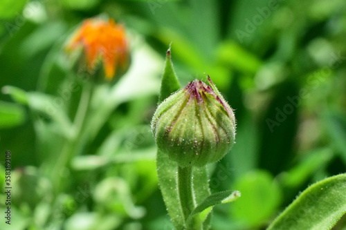 flower Bud close up