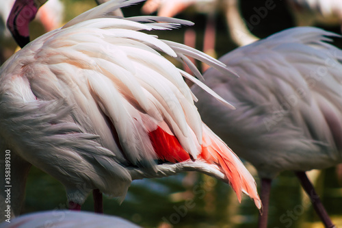 View of pink flamingo, a large bird that are identifiable by their long necks, sticklike legs and pink or reddish feathers photo