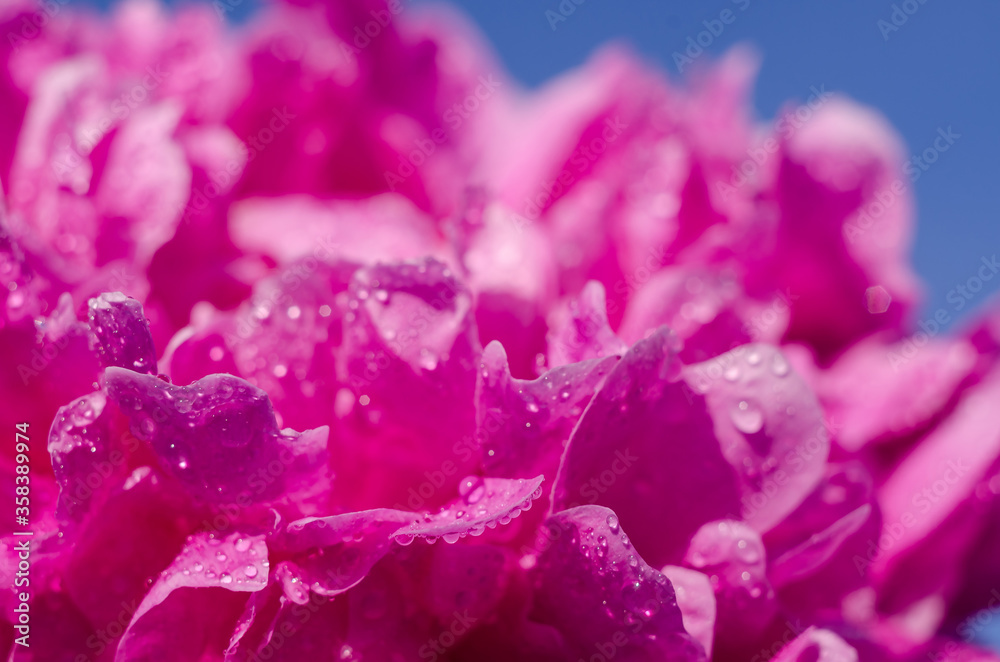 Pink peony close-up on a background of blue sky. Macro photo. Summer beauty