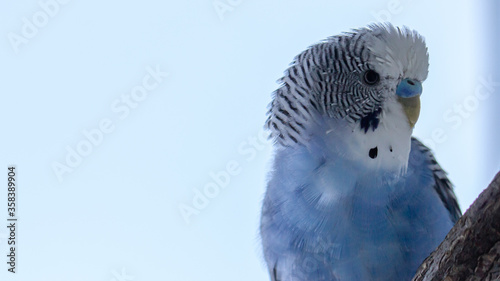 A blue wavy parrot sits on a cage © maykal