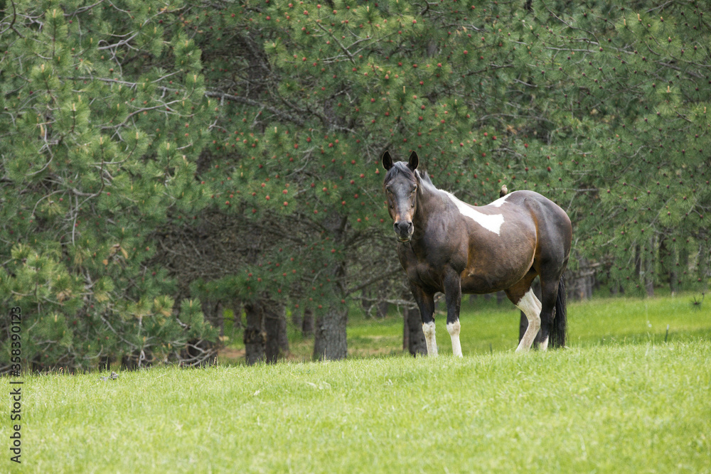 Fototapeta premium Pretty horse in the pasture.