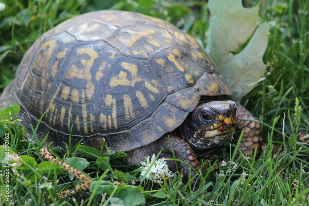Eastern Box Turtle in grass and clover Eastern Box Turtle in grass and clover