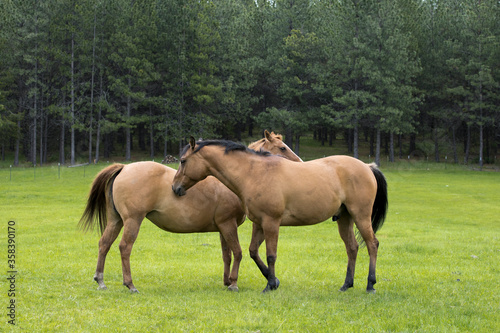 Horses grooming each other.