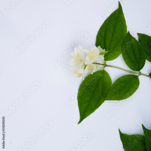 white flowers on a white background