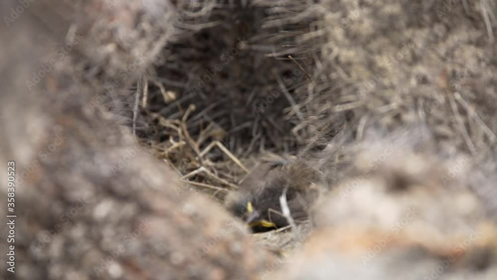 Rufous-collared sparrow in natural behavior, feeding and removing the excrement of its chicks, nest in the middle of cacti. Atacama desert, Chile Rufous-collared sparrow in natural behavior, feeding and removing the excrement of its chicks, nest in the middle of cacti. Atacama desert, Chile