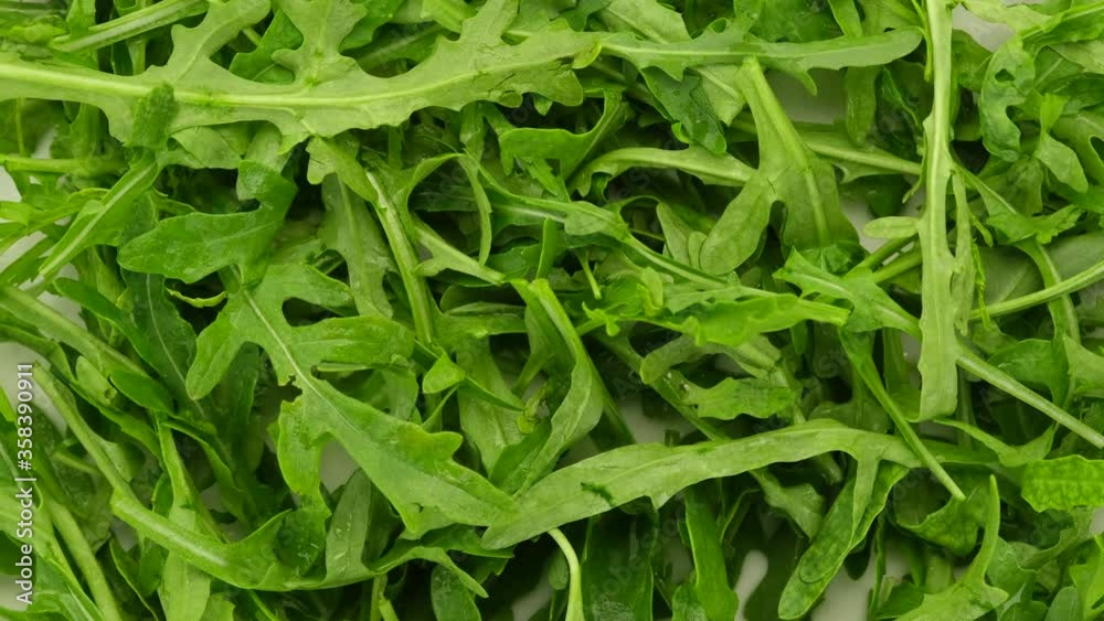 salad arugula leaves rotating top view salad arugula leaves rotating top view