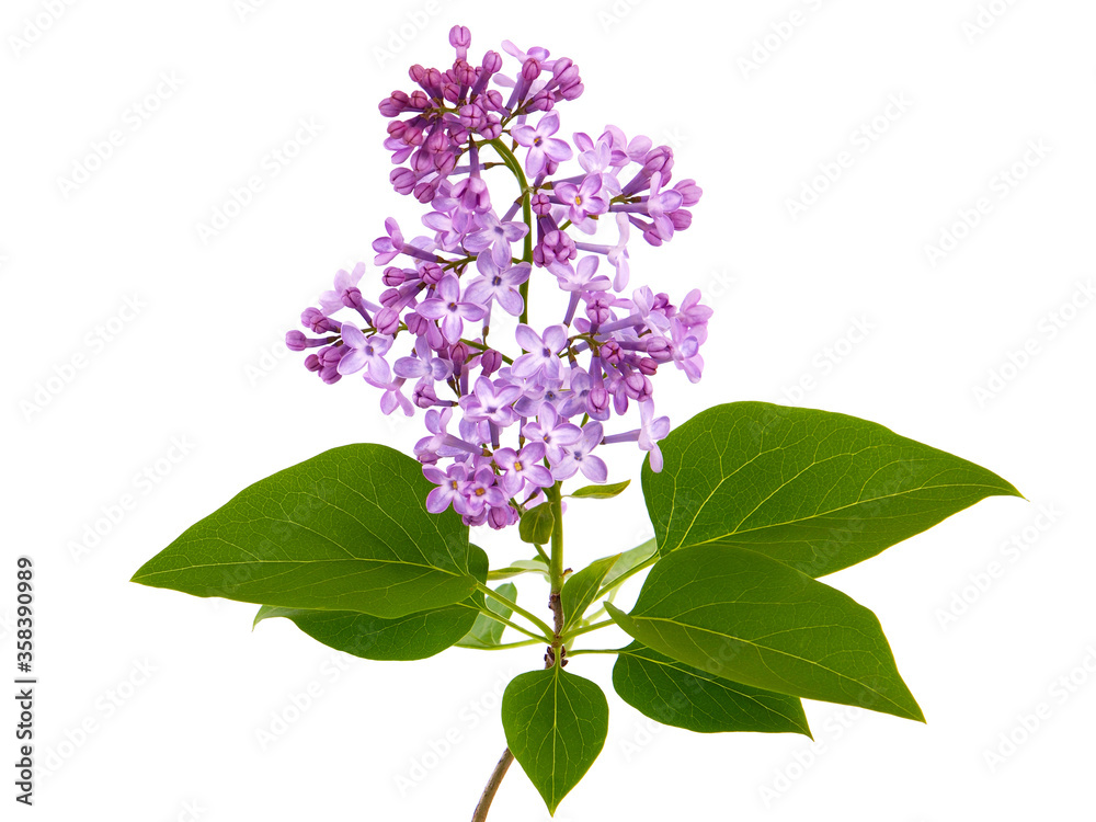 Obraz premium Purple lilac flower isolated on white 