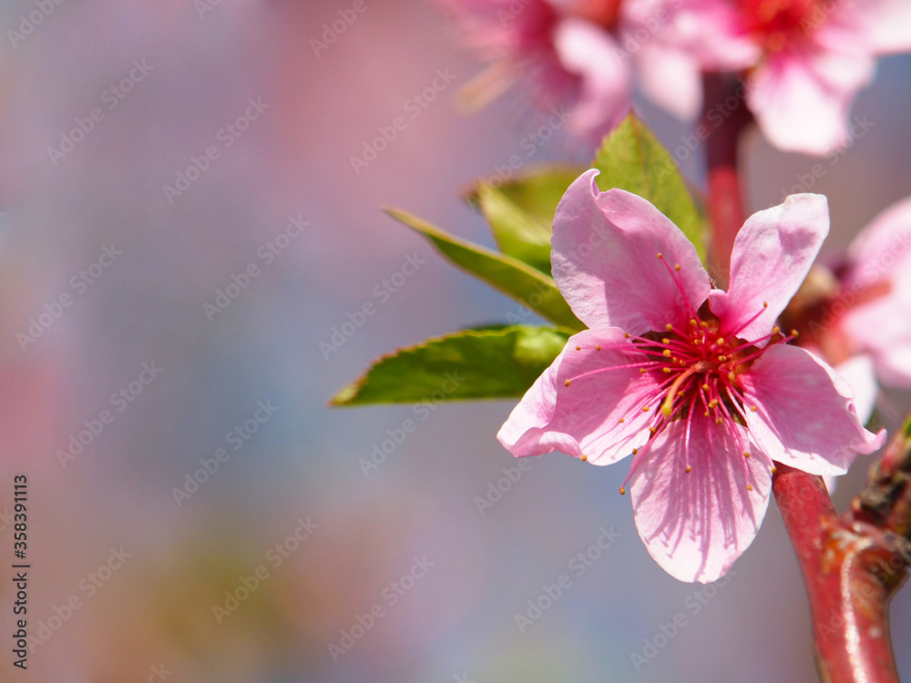 Fototapeta premium Pink peach blossom in spring