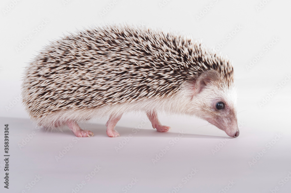 Obraz premium hedgehog on white background
